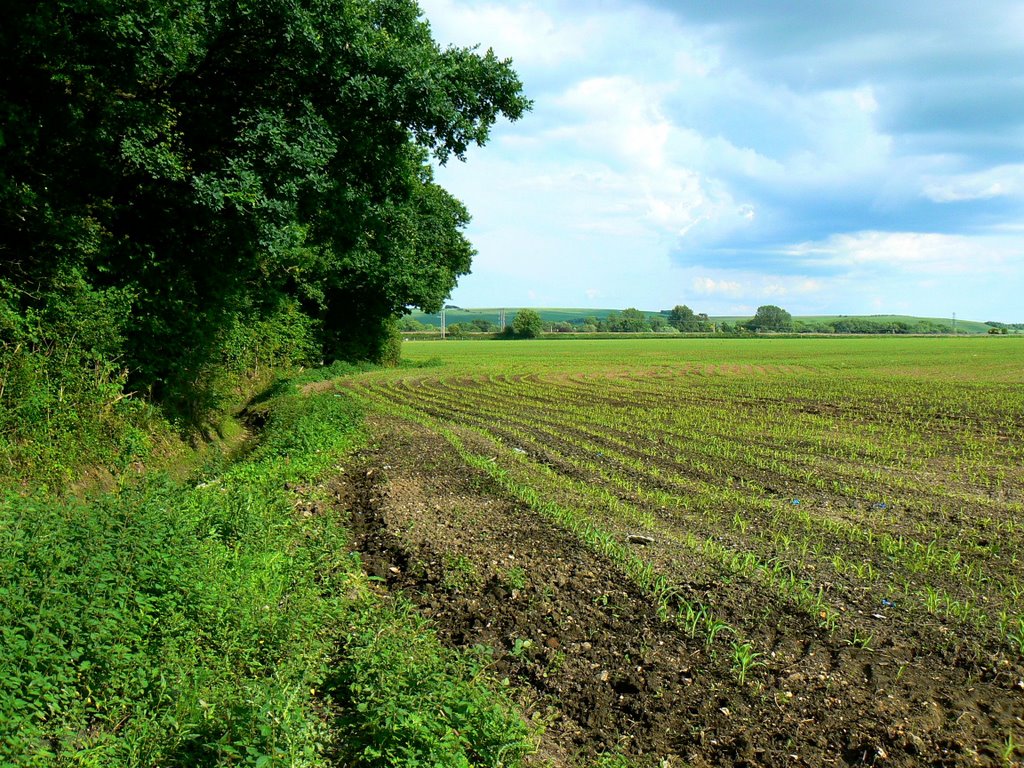 Young crop, south of Wilcot (east) by Brian B16