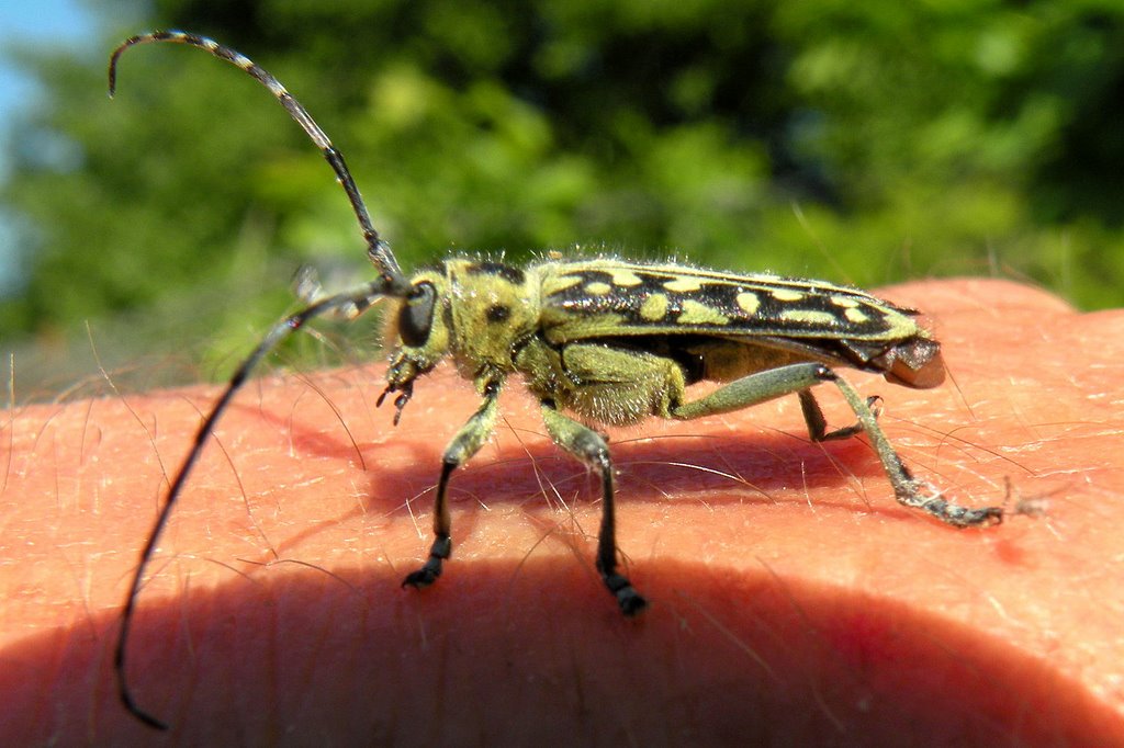 Björkvedbock (Saperda scalaris). by Spacebug