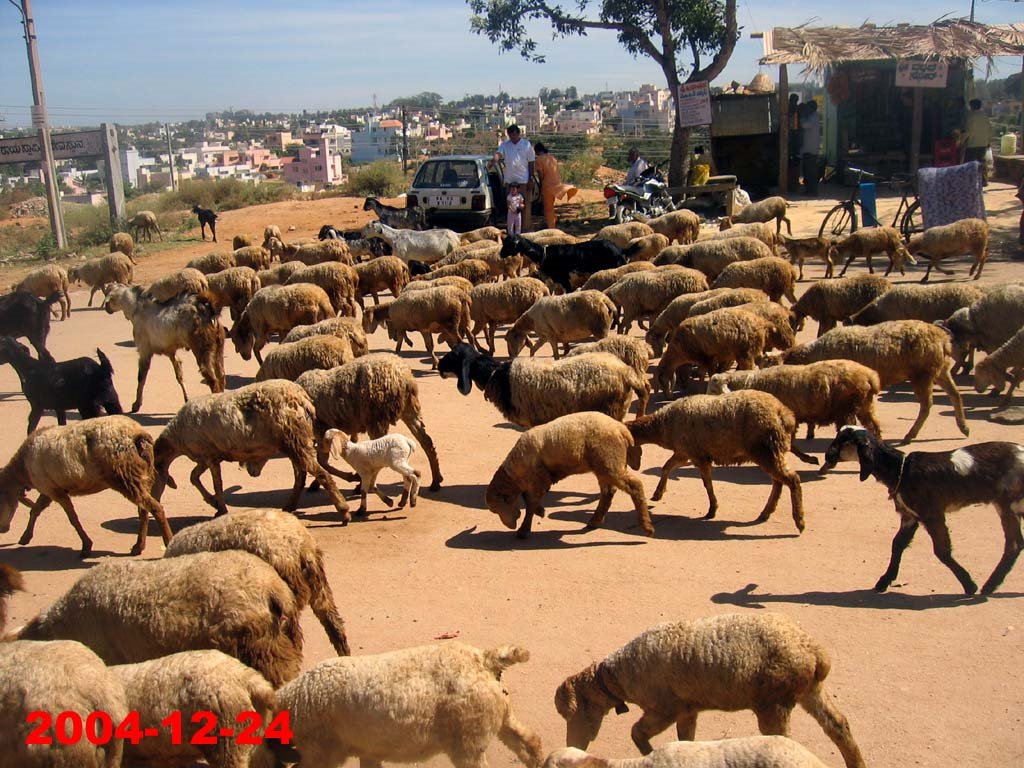 SHEEPS NEAR V N T by rdbansiya