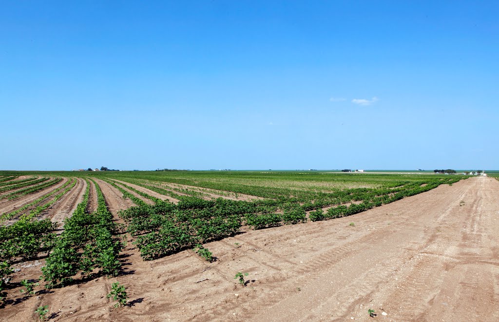 Cotton Fields in Rowena, TX by garren