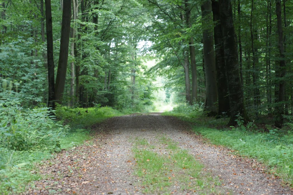 Østerskoven, Haderslev, 26 Juli 2014 by papkassen