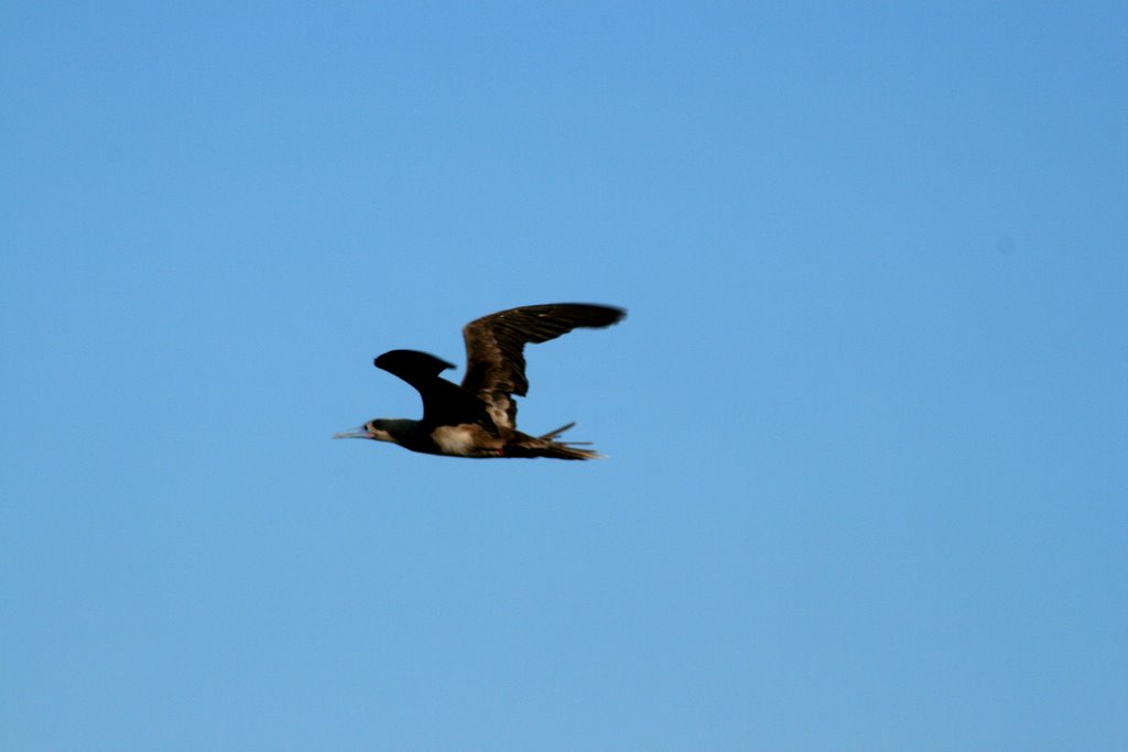 Red Footed Booby in Transit, Isla Seymour Norte by tjbrooks