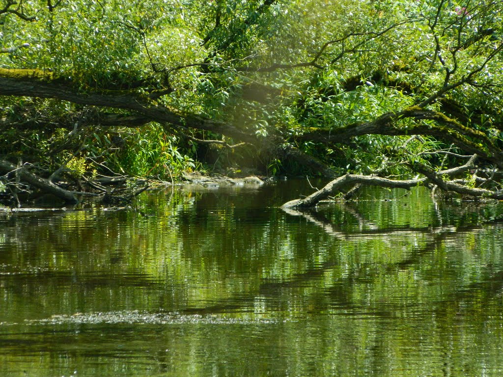 Naturnahe Flussufer der Sieg bei Dattenfeld, Juli by 63098MGH