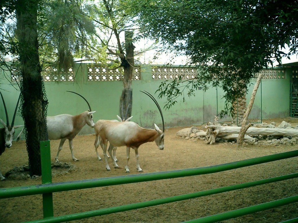 Dubai zoo by Raghunathan Pangath