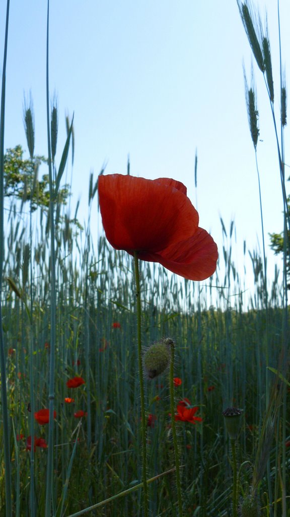 Klatschmohn im Felde... by tumblr.tk