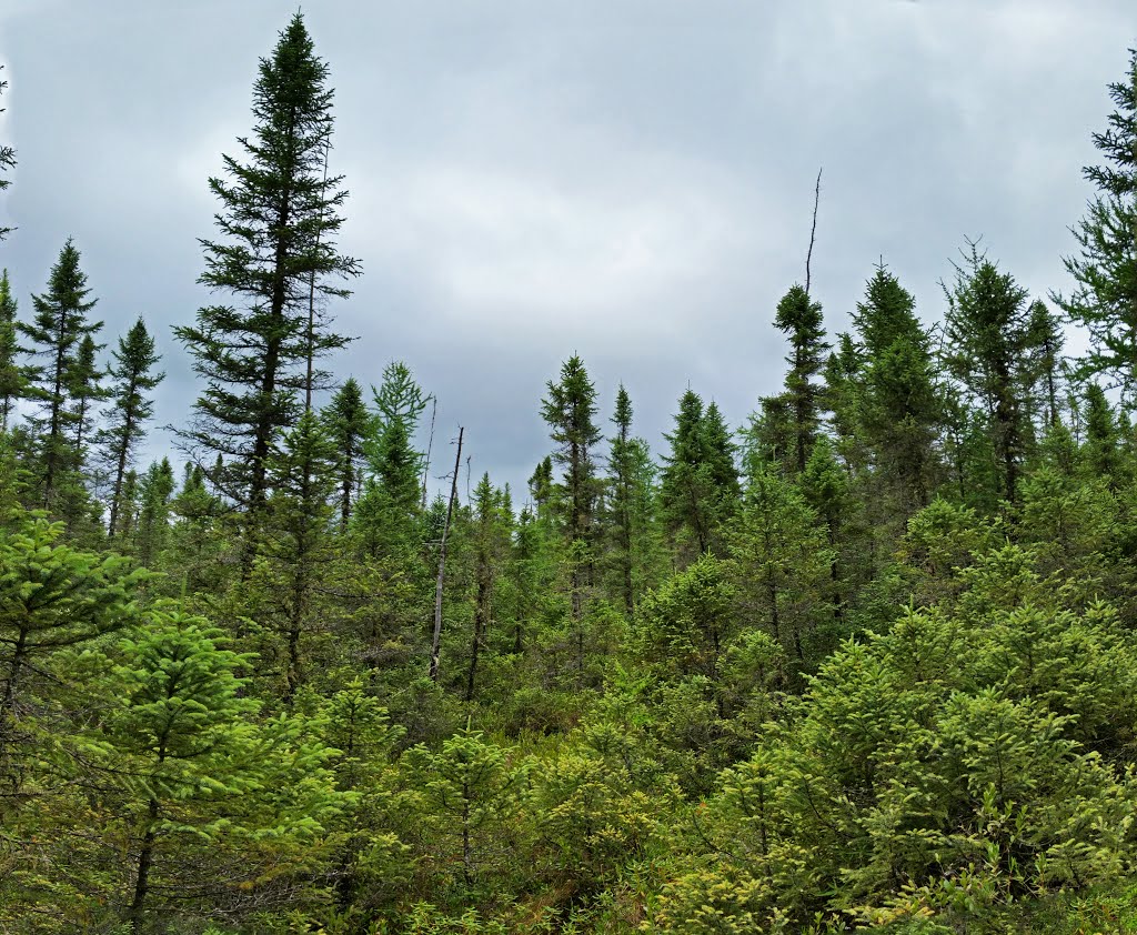 Nicolet National Forest Conifer Swamp by Aaron Carlson