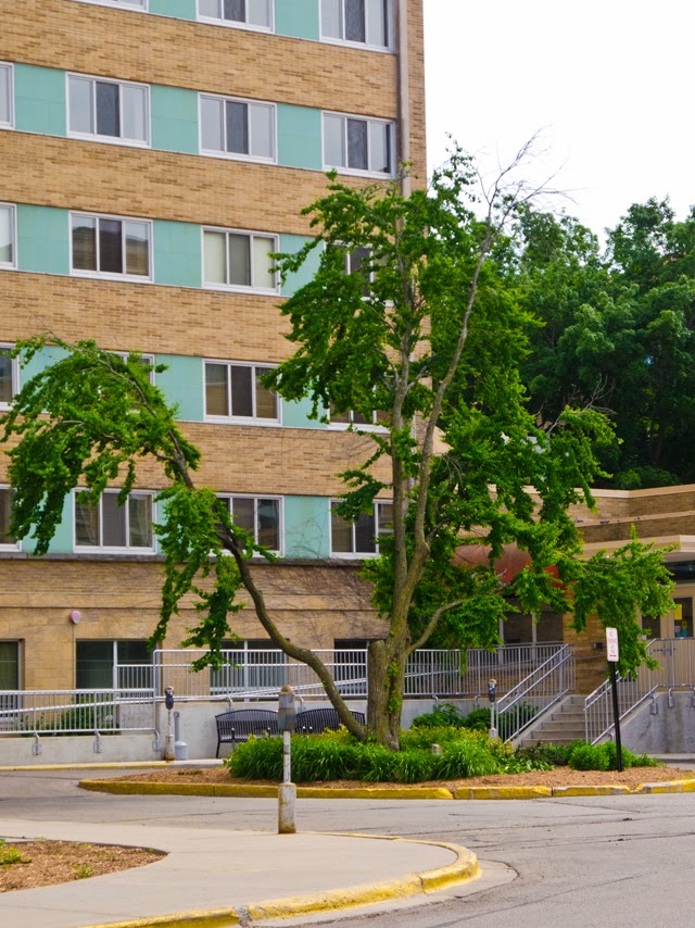 UW Madison Trees by kfcasper