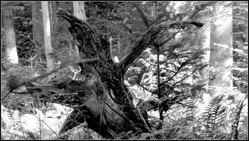 Wald bei Bad Dürrheim by Schelklinger