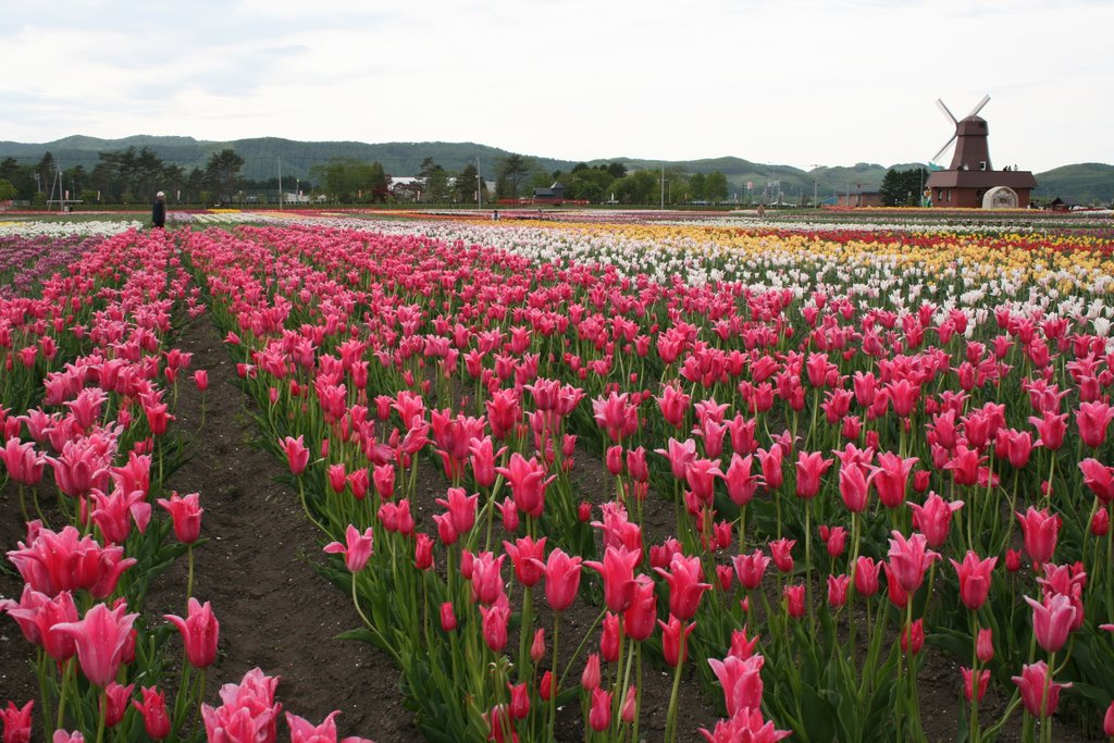 Turip park of Kami-Yuubetsu 上湧別 チューリップ公園 by peroshiba