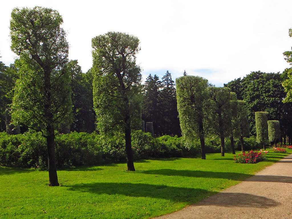 Trees in the Park by CarmelH