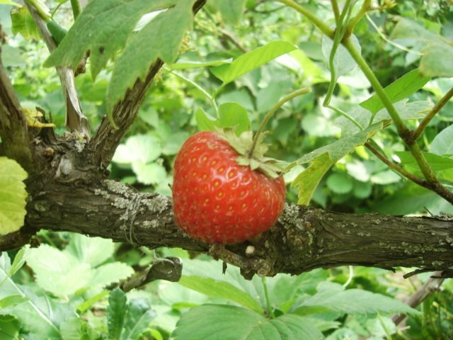 Movila Miresii 817100, Romania by Vlad Graur