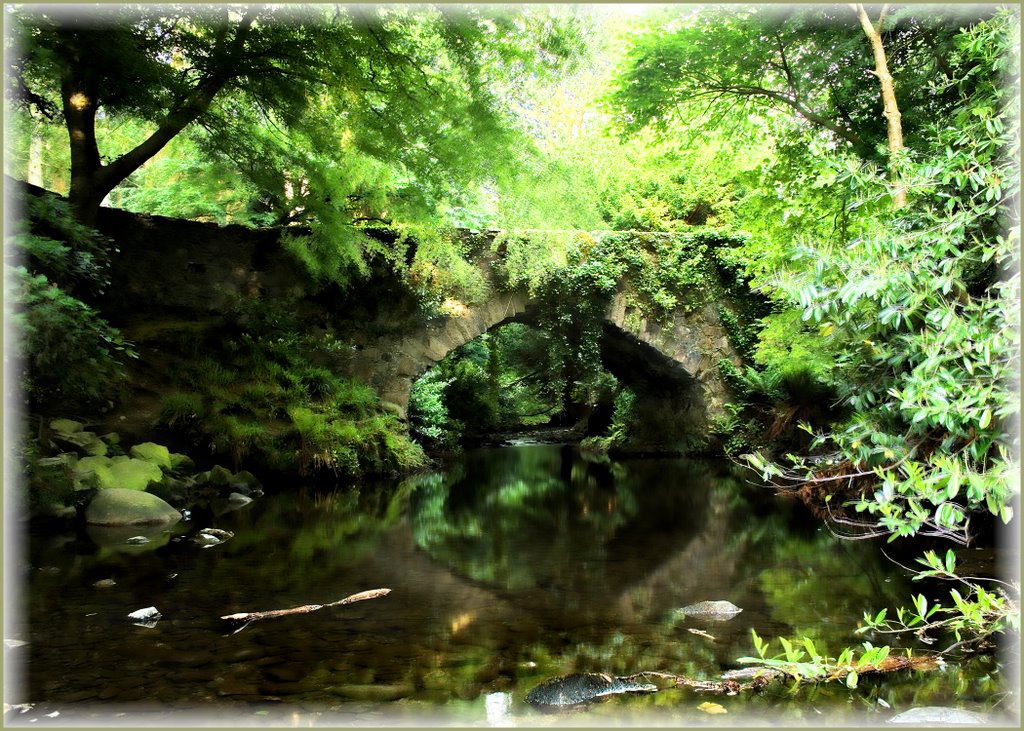 Ivy Bridge Tollymore Park near Newcastle by Madidi