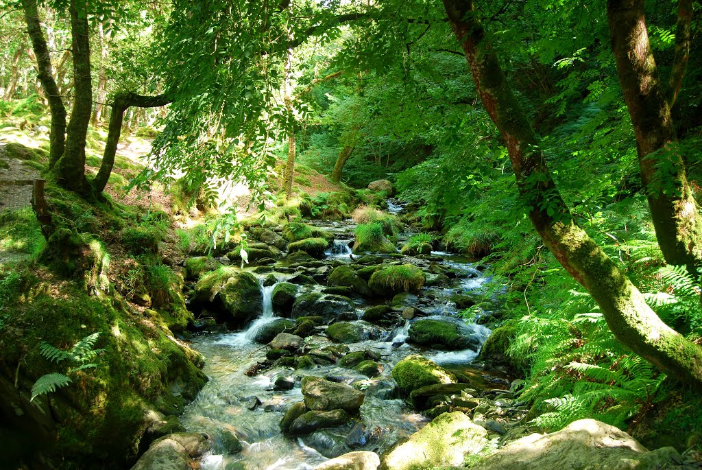 Crystal clear mountain stream by Peter_private_box