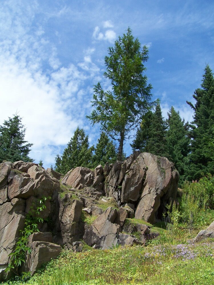 Tree Growing Out of Rocks, Ohme Gardens by Pamela Elbert Poland