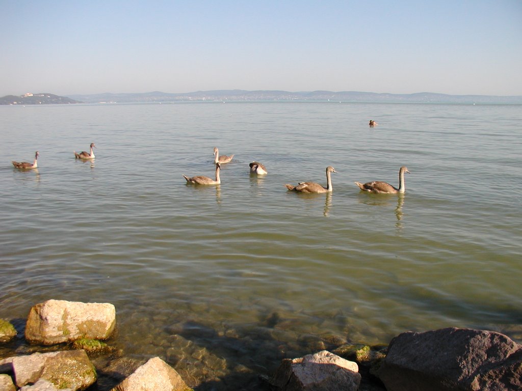 Balaton Zamárdinál by szilagyi001