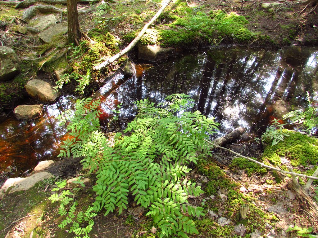 Ferns along Hadlock Brook by Chris Sanfino