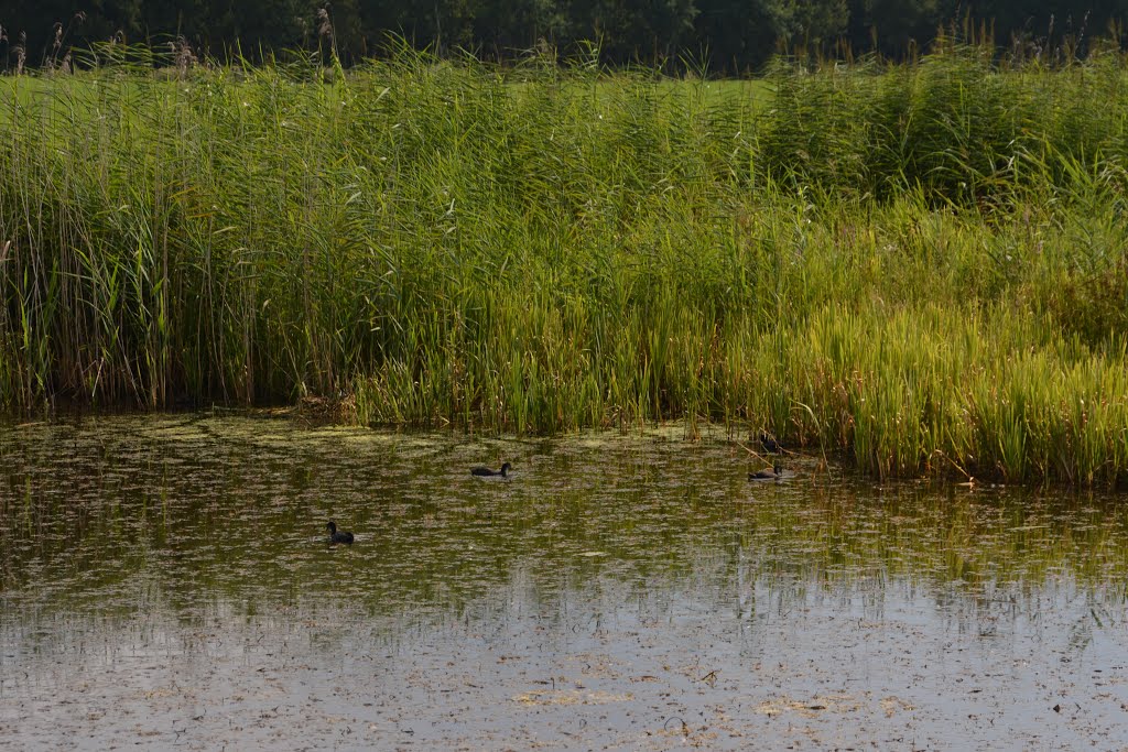 Rondom de Dommel 12 by Arno Braamhorst