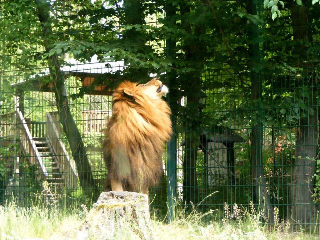 Ob Blätter schmecken ? by Jürgen Schnabel