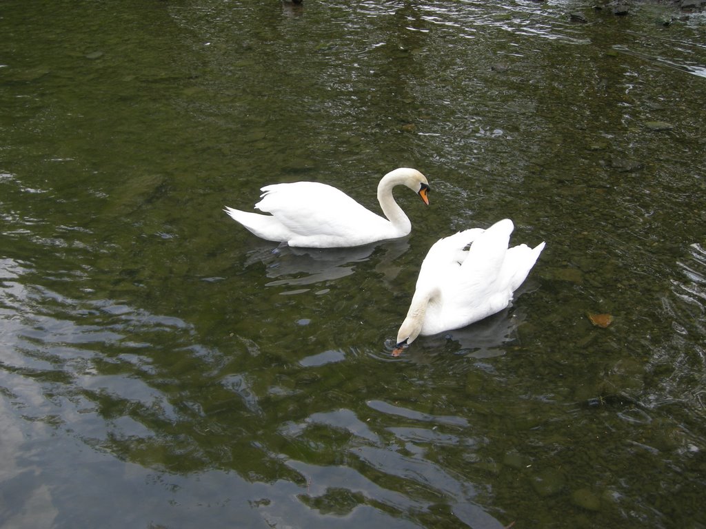 Swans in the lake by tsingou