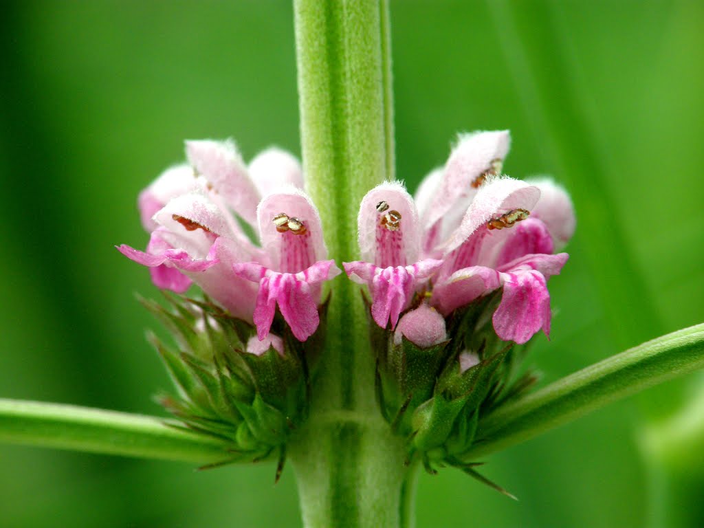 Leonurus japonicus houtt (Wildflower ) @ Fukushima Japan by j-ryu