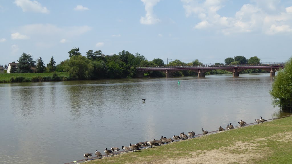 Ladenburg - Gänseparade am Neckar by Andreas-Müller