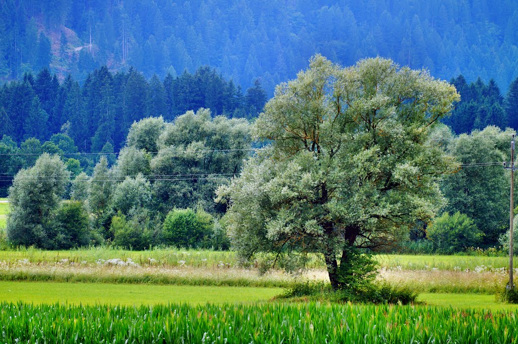 Gemeinde Hermagor-Pressegger See, Austria by Lotte 74