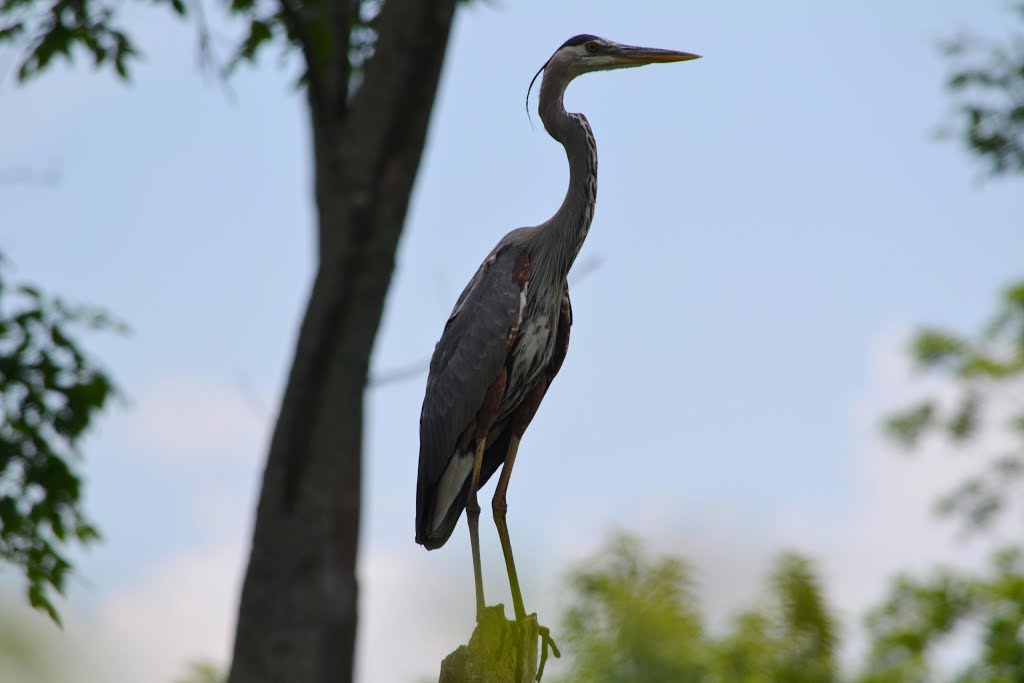 Great Blue Heron 5-19-12 by Jacobson Park Birds