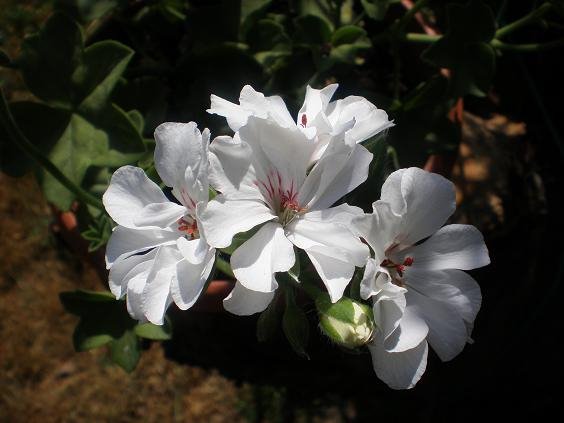 Pelargonia biała by Baśka B.