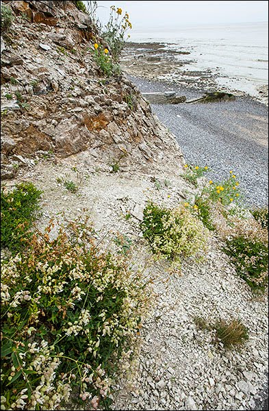 18.21=1230-1 Végétation des fissures des rochers à Brassica oleracea by Alain Lagrave