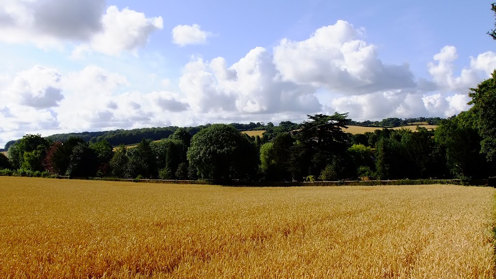 Cornfield Old Amersham by Peter Gooding