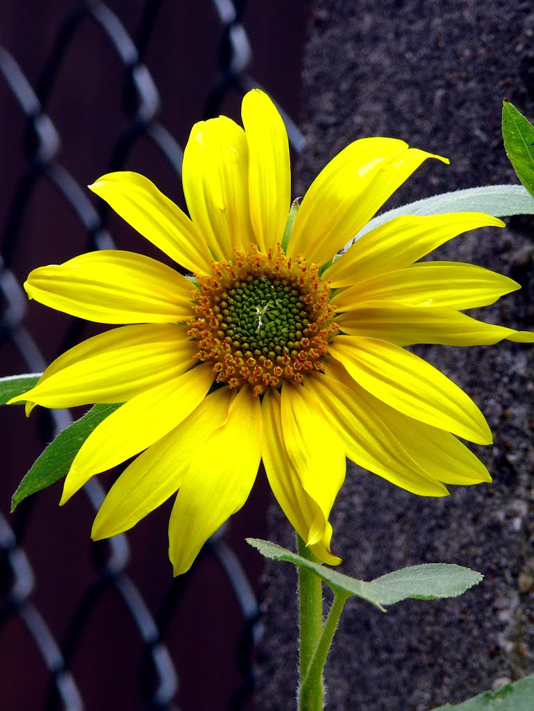 Wildwuchs-Sonnenblume unter dem Vogelfutterhaus by Helmut Oechsle