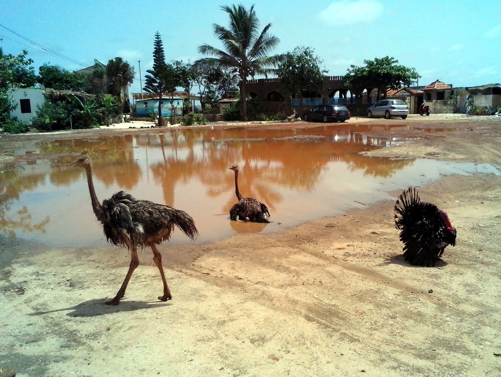 Les Almadies, Dakar, Senegal by Frank Pámar