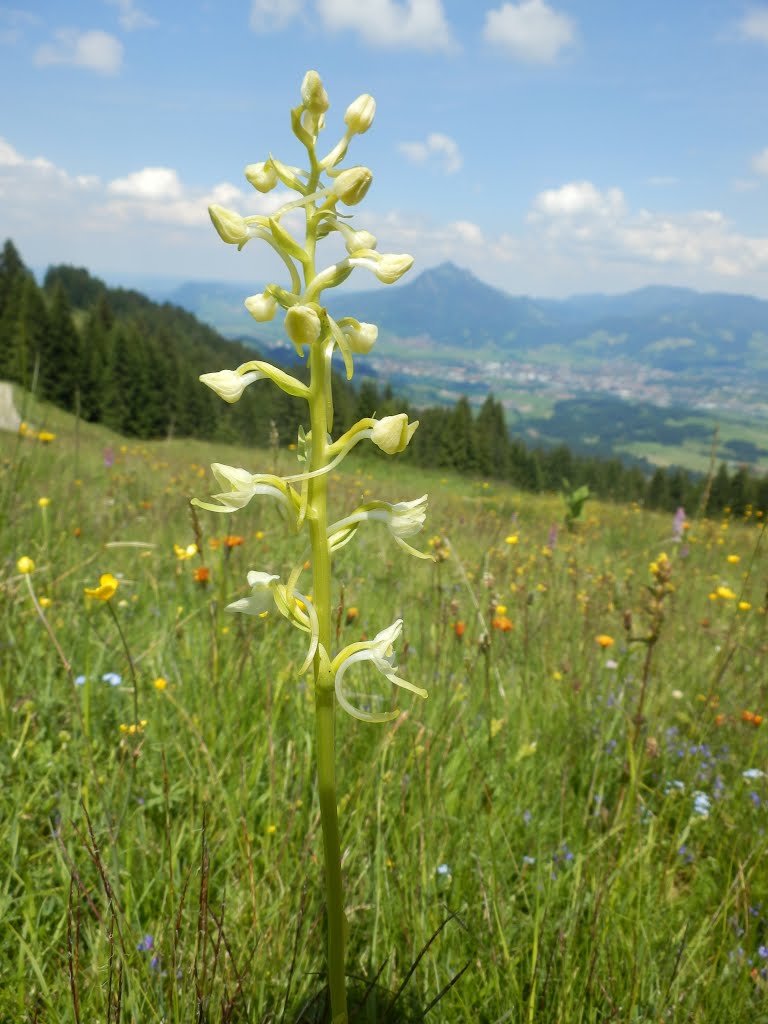 Bergnachtorchis/ Grünliche Waldhyazinthe by Groeten van Titia