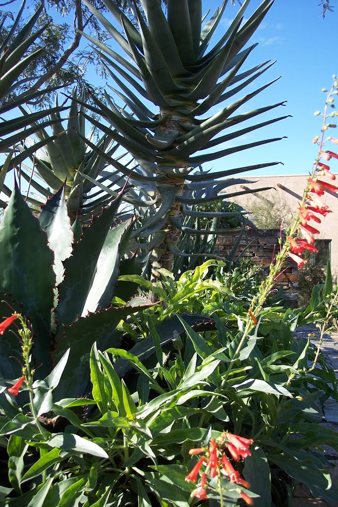 Phoenix- AR- Desert Botanical Garden by cheets99