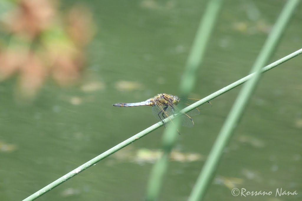 Libellula - Dragonfly by Rossano “Ross” Nana