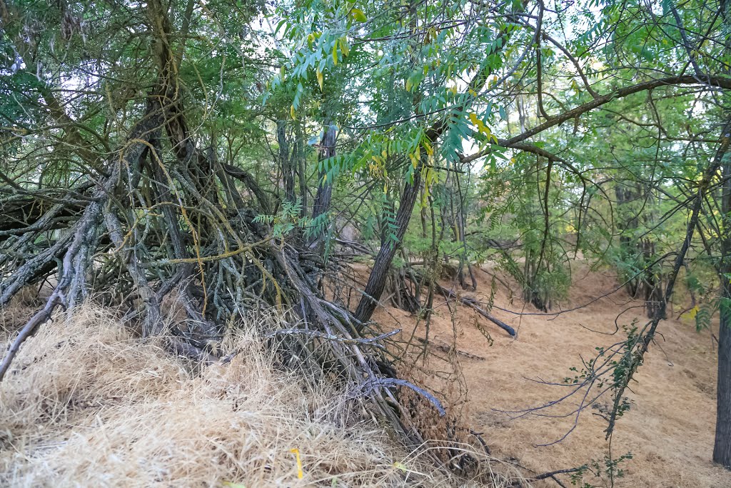 Gristmill Recreation Area, Sacramento, California by Lee Harland