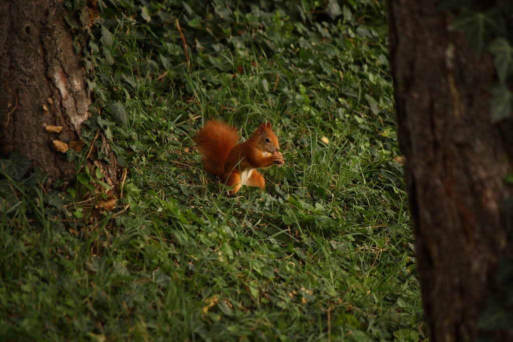 Red Squirrel gets food 5 by Tiberius Gallus Phot…