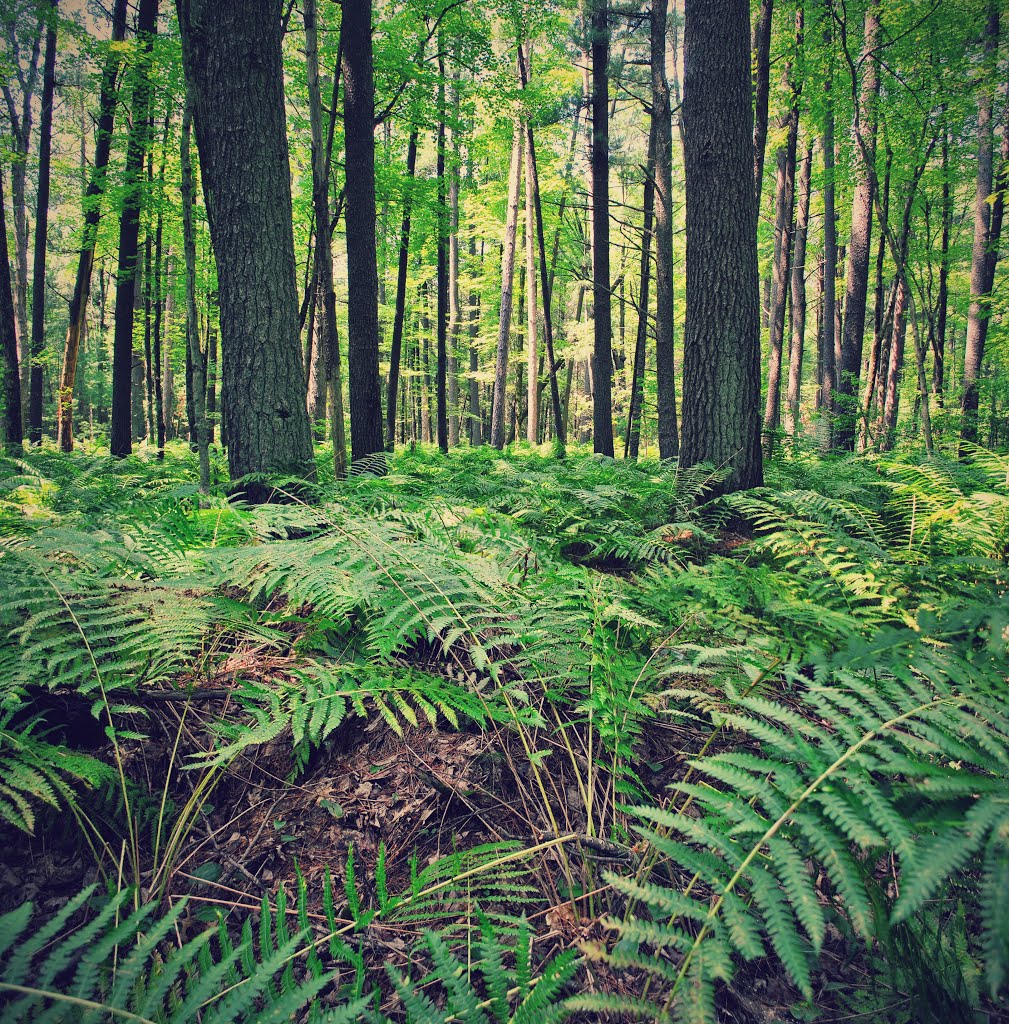 Jay Creek Pine Forest State Natural Area by Aaron Carlson