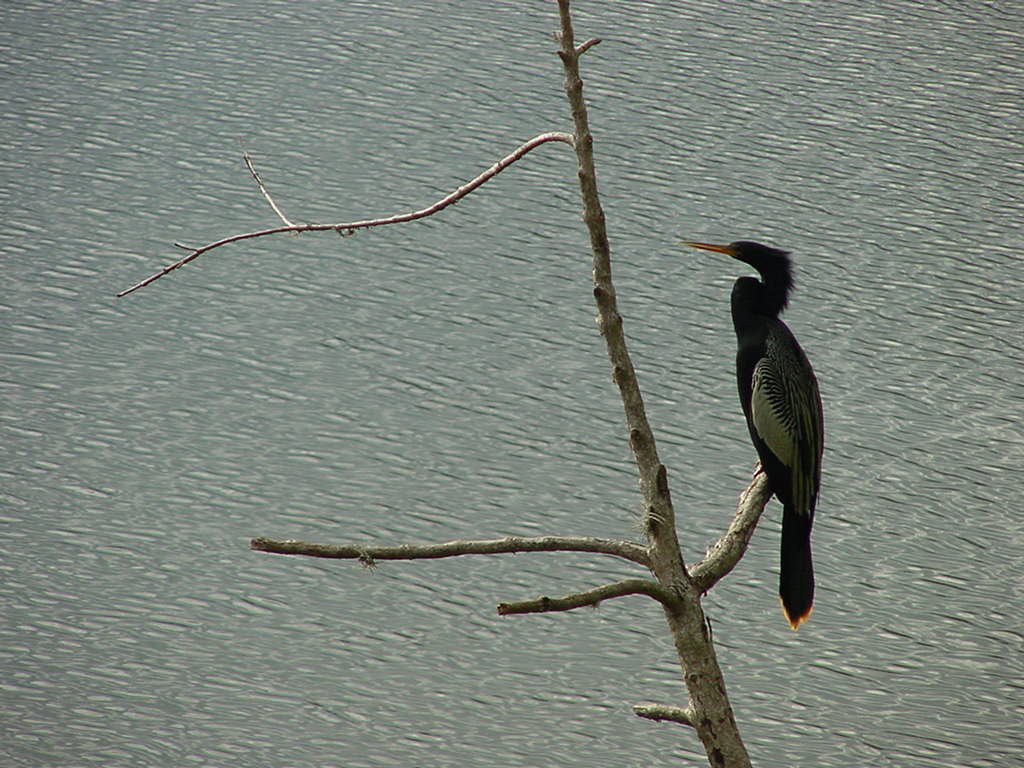 Pato selvagem - lagoa by tigredogelo