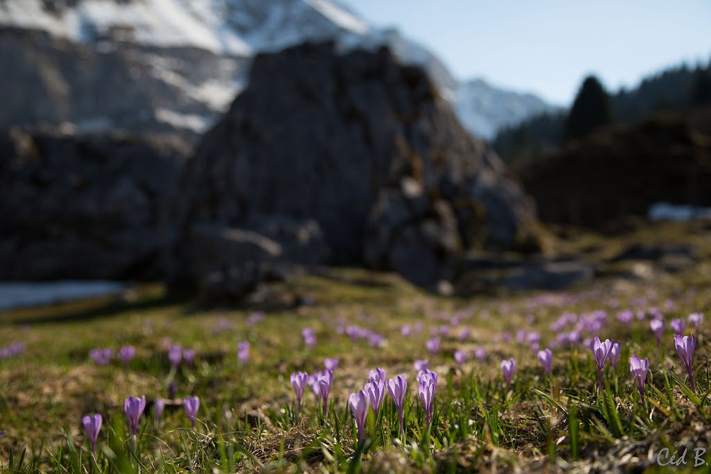 L'arrivée du printemps et des 1ers Crocus à MORSULAZ D'EN HAUT by CEDRIC BRUN (Capture…