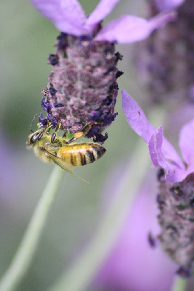 Bee in the Garden by Kirstenorama