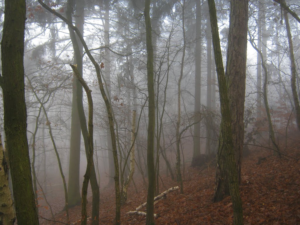 Nebel im Kyffhäuserwald (Kelbraer Stadtwald) by Werner Wruck