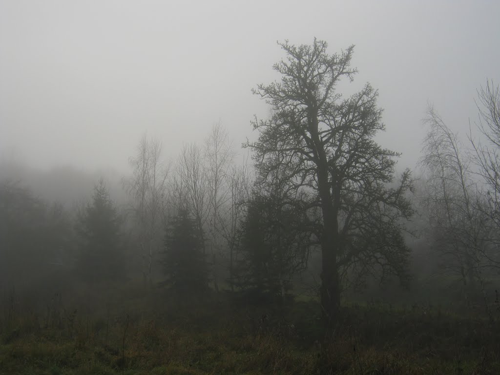 Alter Birnbaum im Deckertstälchen (Kyffhäuserwald) im Nebel by Werner Wruck