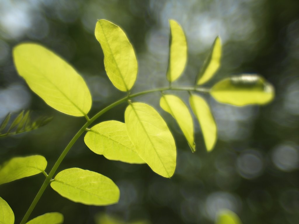 New green Leaves by tade KS