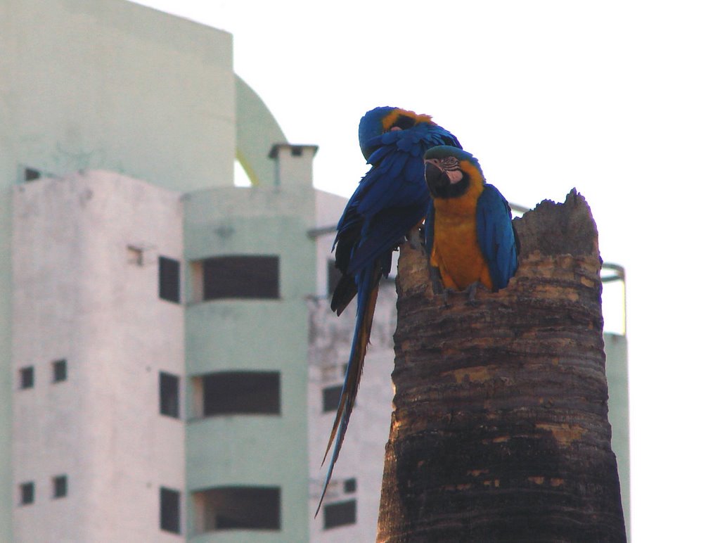 Ninho de araras no centro de Rio Verde (GO) by Enio Gustavo Rodrigu…