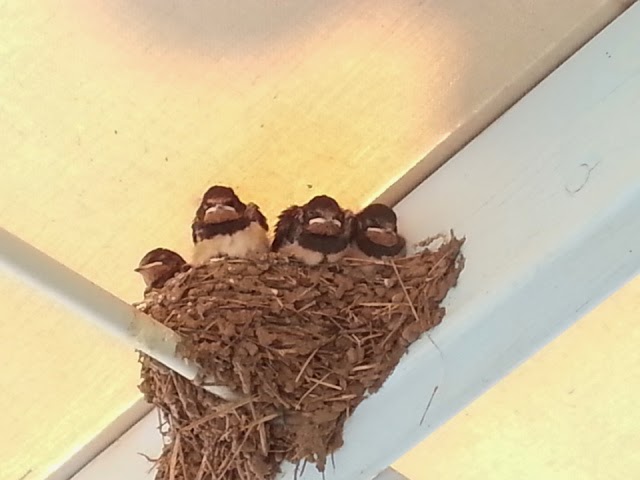 Newborn Swallows / Yenidoğmuş Kırlangıçlar (3 days later) by UGUR UYSAL