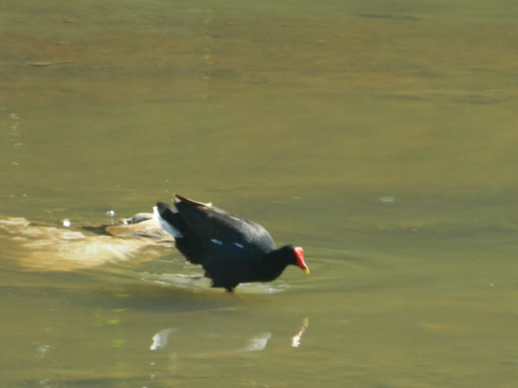 Galinha D'água ou Frango D'água no Ribeirão Onça - ÉlioDomingos by sreliodomingos