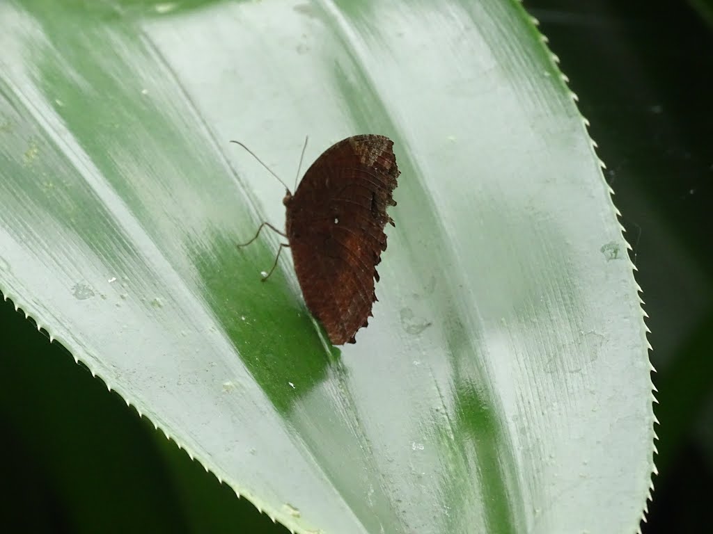 Falter - Schwärmer - Schmetterlinge Juli 2014 by Andreas B. OTTE