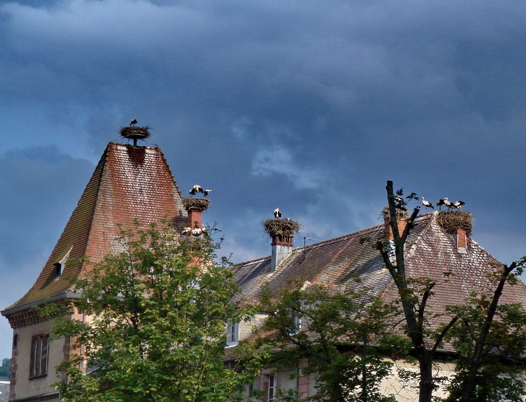 Cygogne a Munster by Schuehmacher