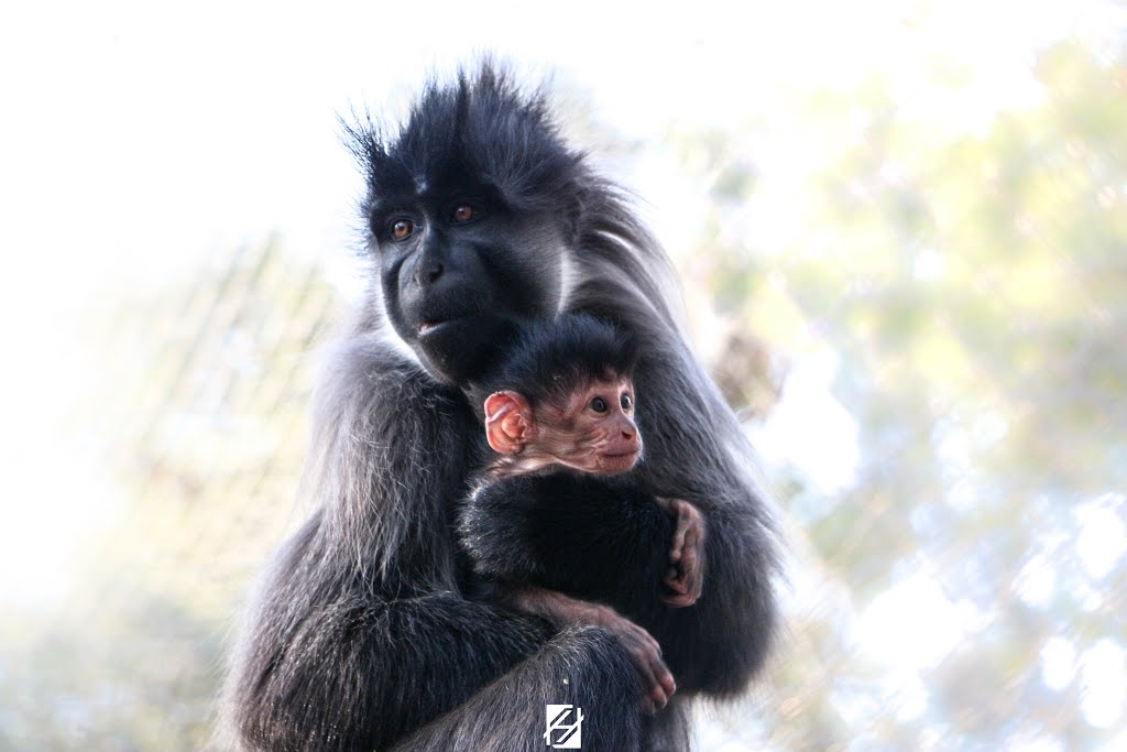 Mother Embracing by Hichemou Photography